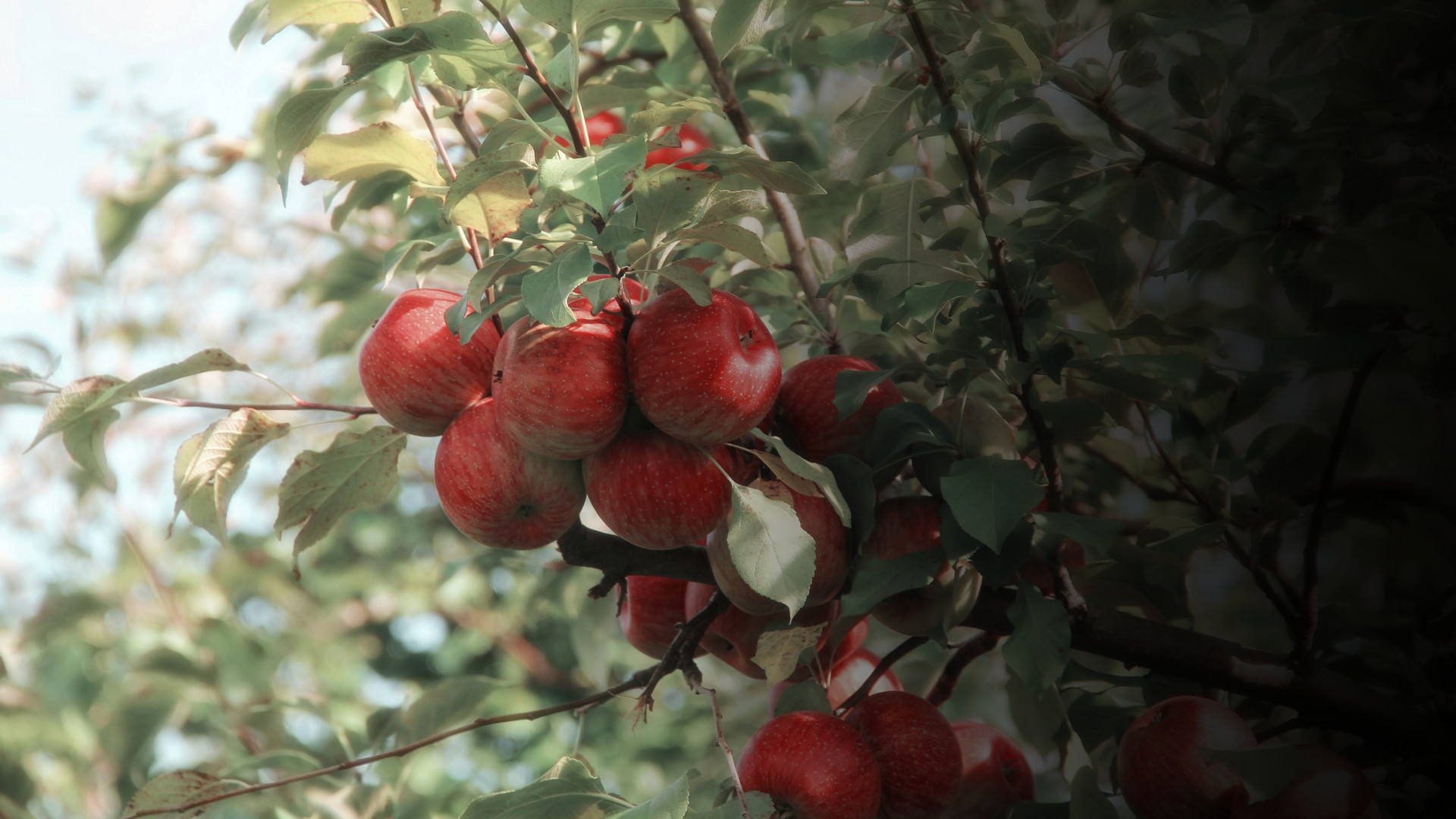 From Farm to Table
